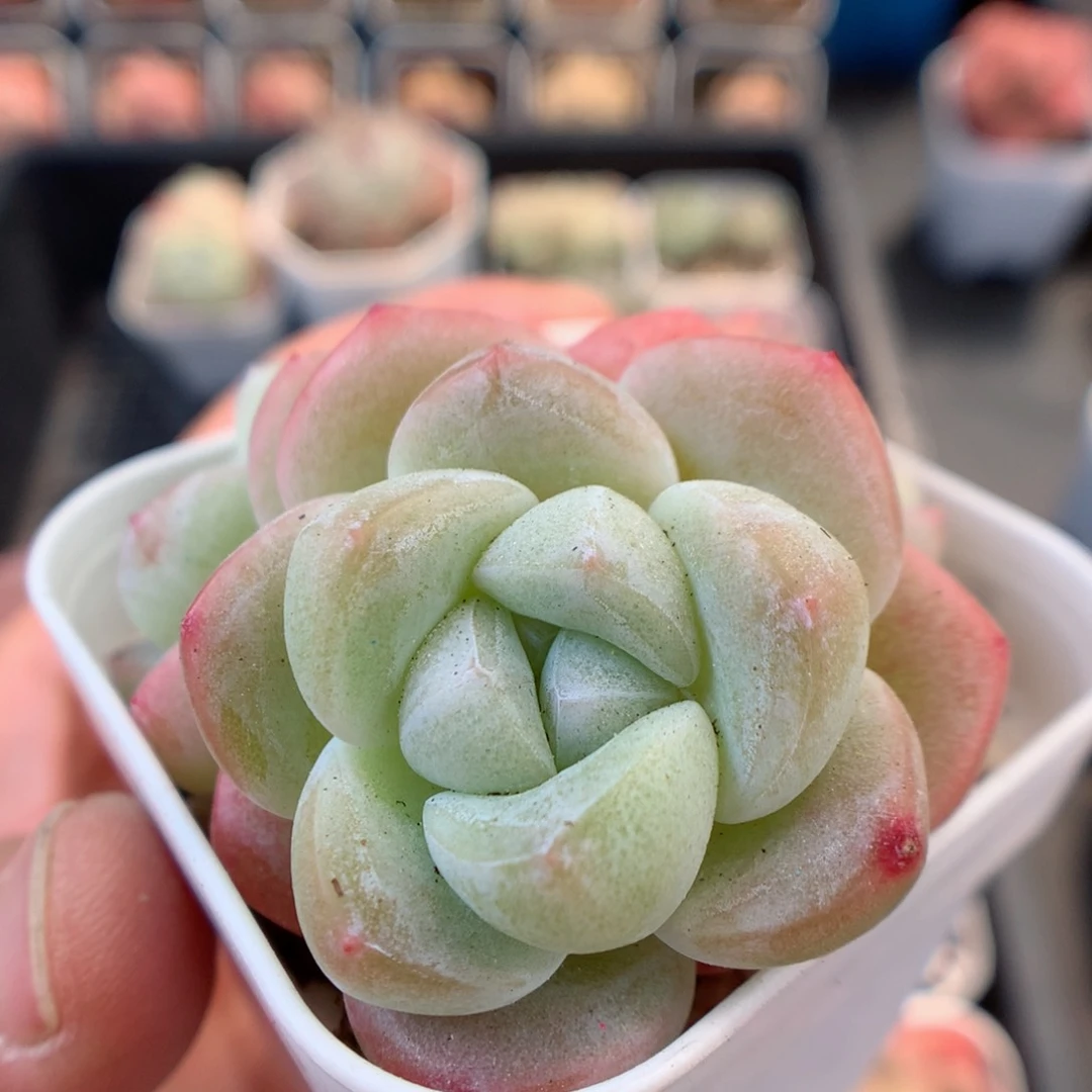 一物一拍精品多肉。冰玉四头带杆 51