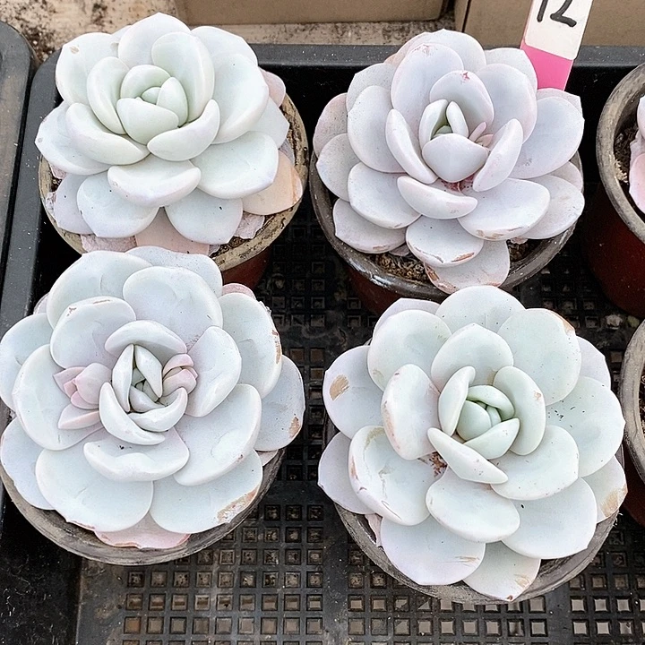 是****！4-19号一物一拍雪