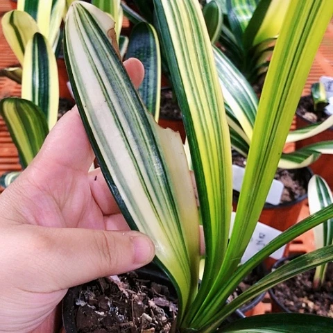 【闪购商品】吉*直播间家族