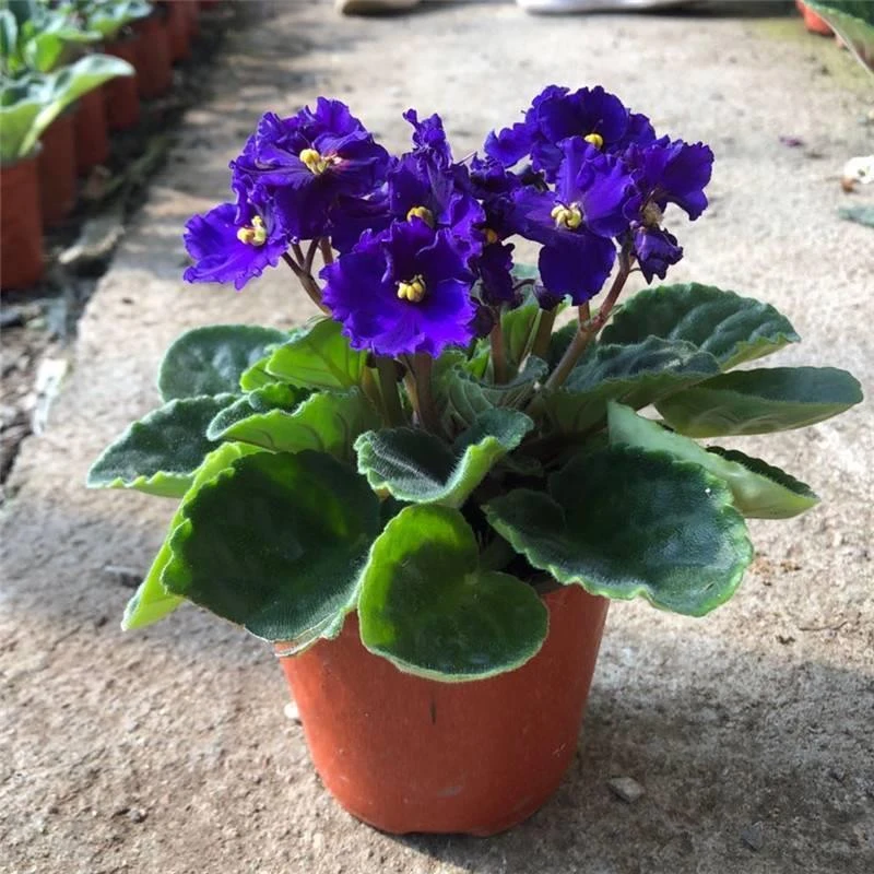非洲紫罗兰盆栽 苦苣苔重瓣非洲堇带花苞 四季花卉不喜光耐寒植物