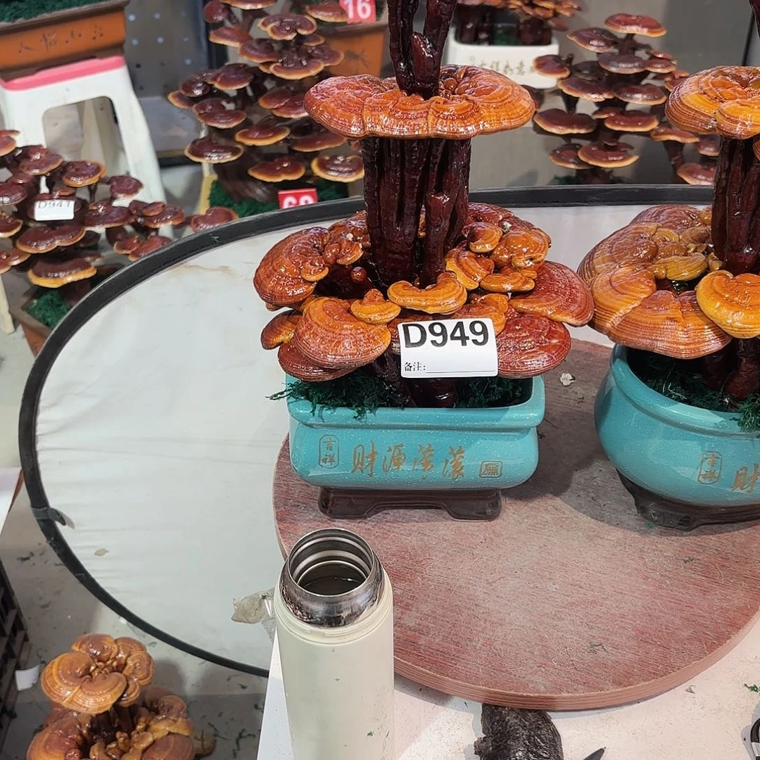 无花朵灵芝888888888888888