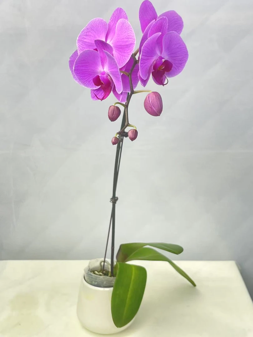 蝴蝶兰【刘诗诗】鲜花盆栽室内观赏花花佛山基地直发好养易活