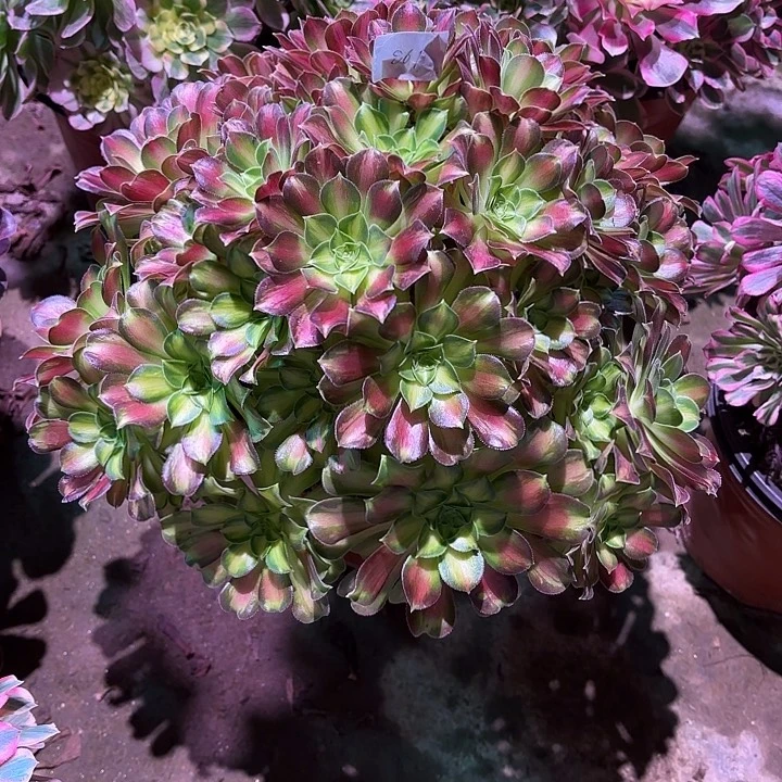 多肉植物绍华00861