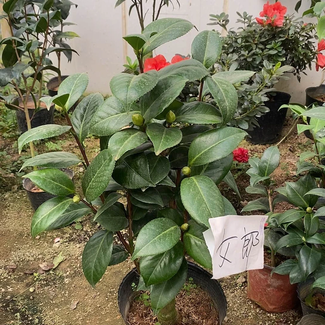 完全开放女郎茶花