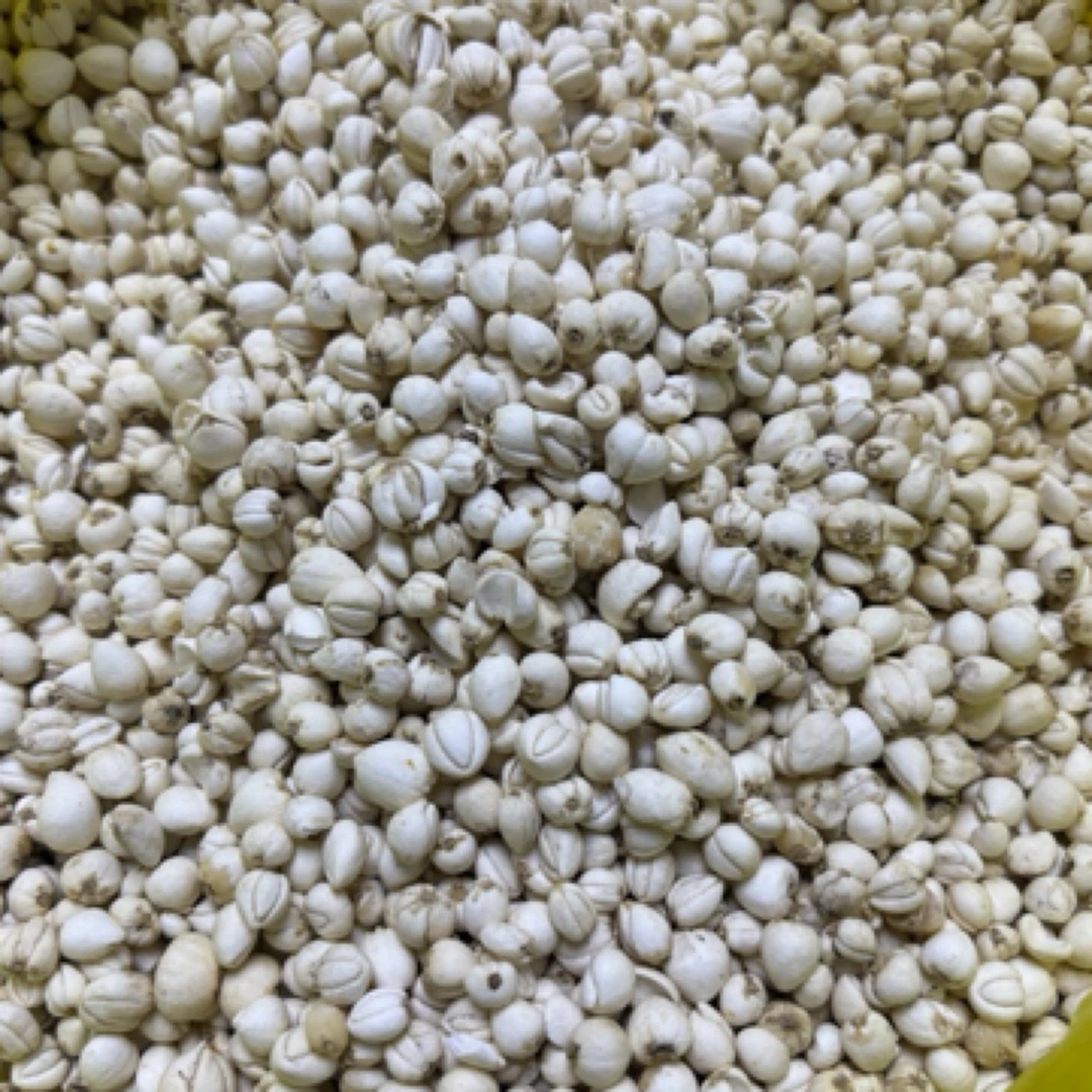 精选藏贝母干货无硫食用自然晒干无添加可煲汤