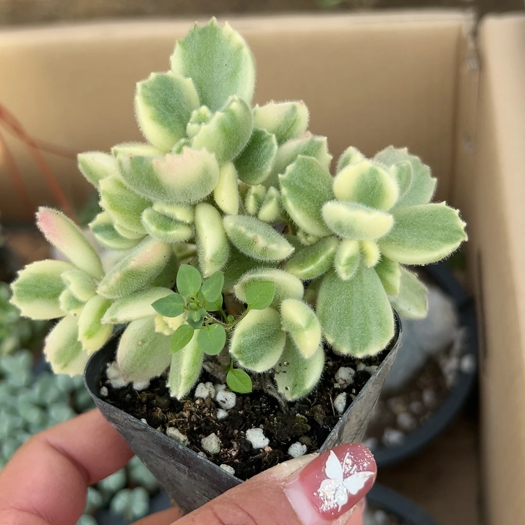 多肉植物白熊群生