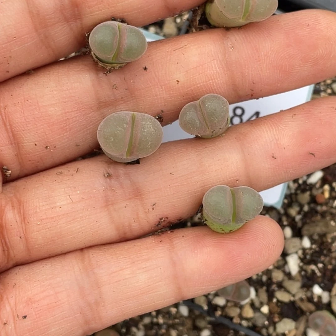 (****佩1-84肉锥多肉植物