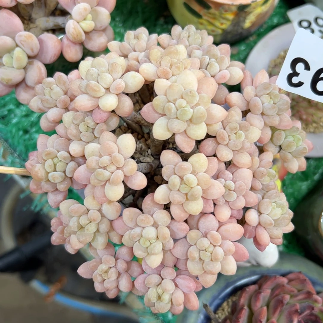 593 满38包邮一物一拍