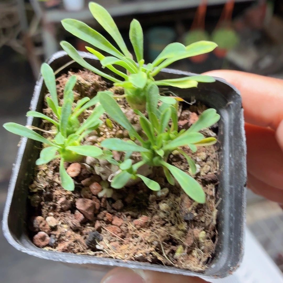 峨眉山多肉9.9包邮发货