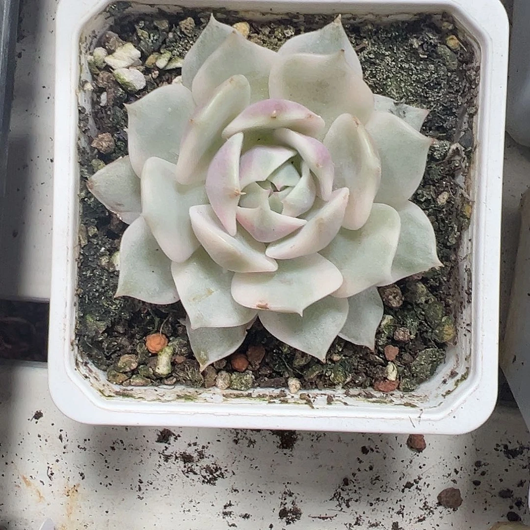 露娜连锦多肉满38包邮