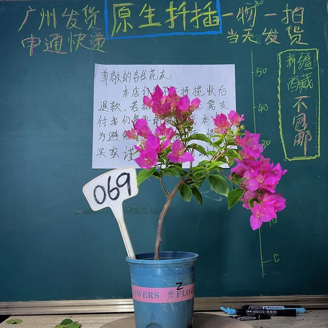 当前无花栽培后可以开花漳红樱069