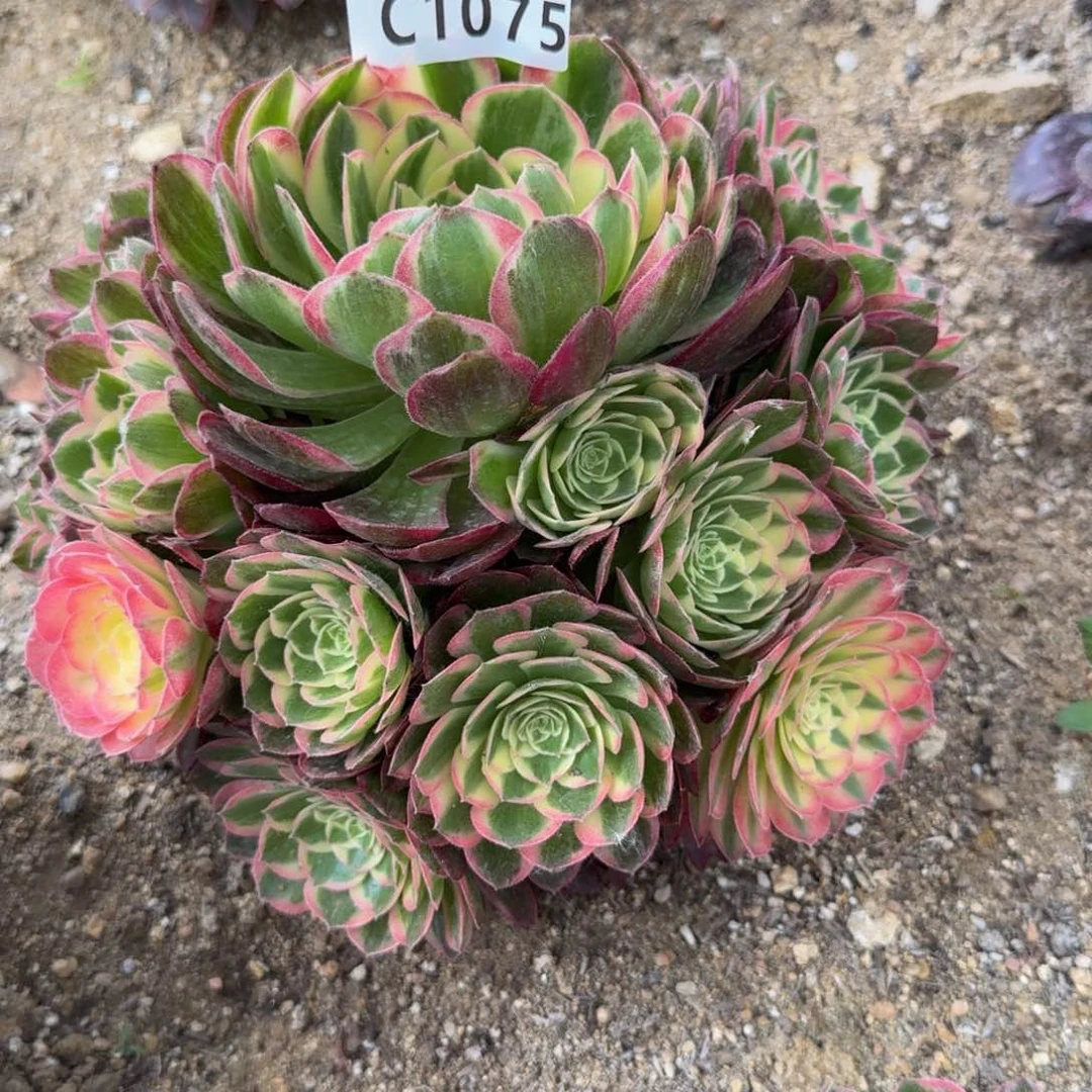 1075海王。多肉植物
