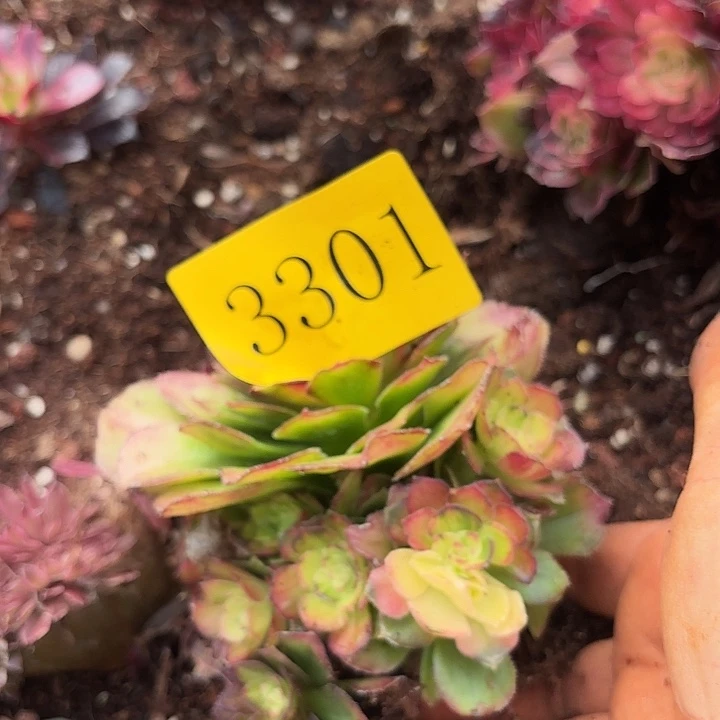 多肉植物海王七彩3301