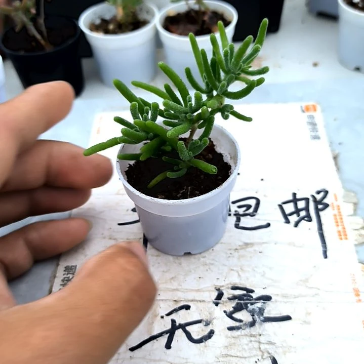 满9元包邮，，长叶冰晶拇指盆