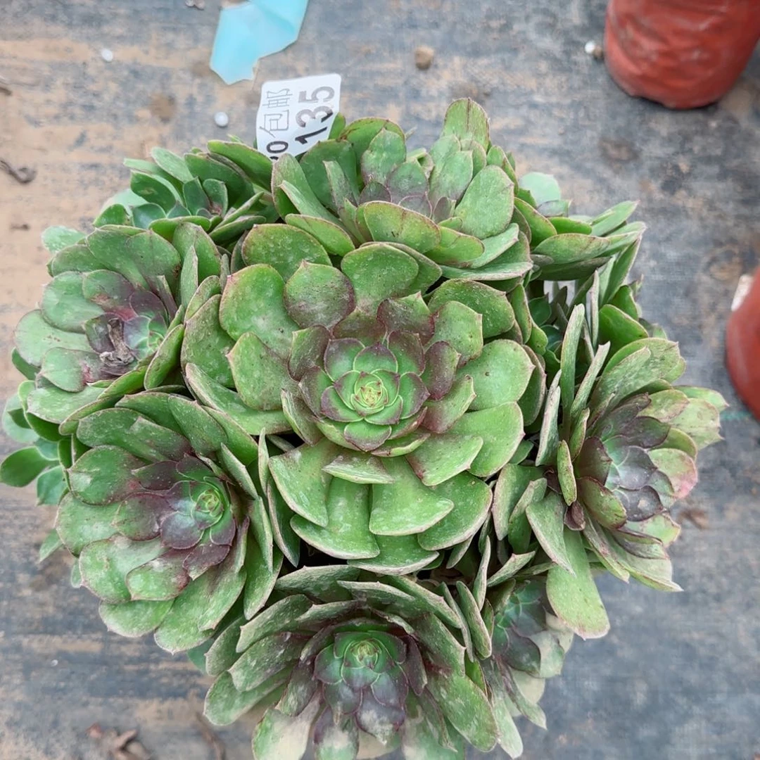 沙拉万135满20包邮断枝不包