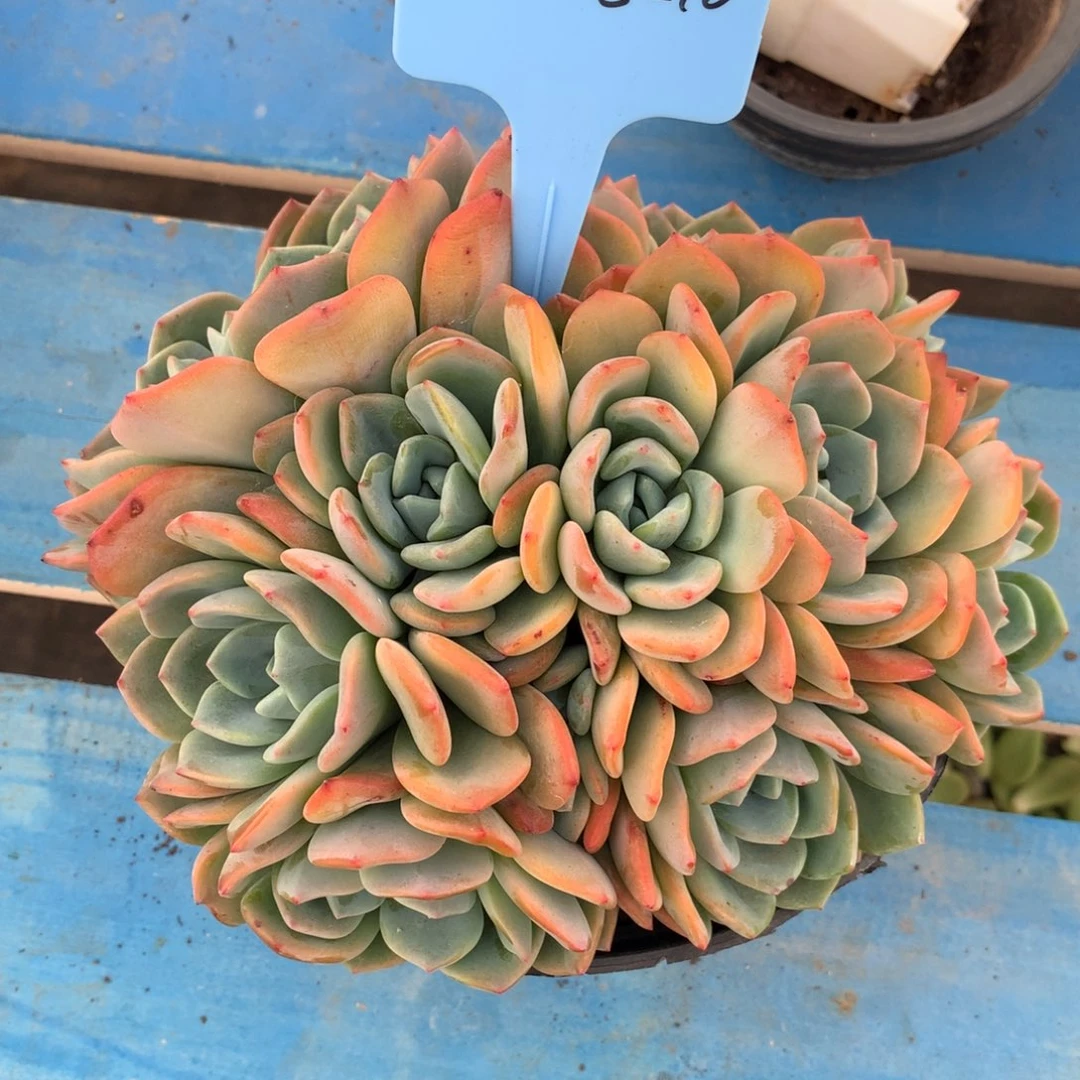 蜗****牛350115-10冷，橙