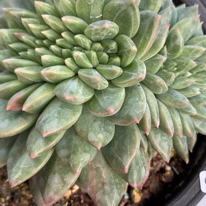 c675一物一拍多肉