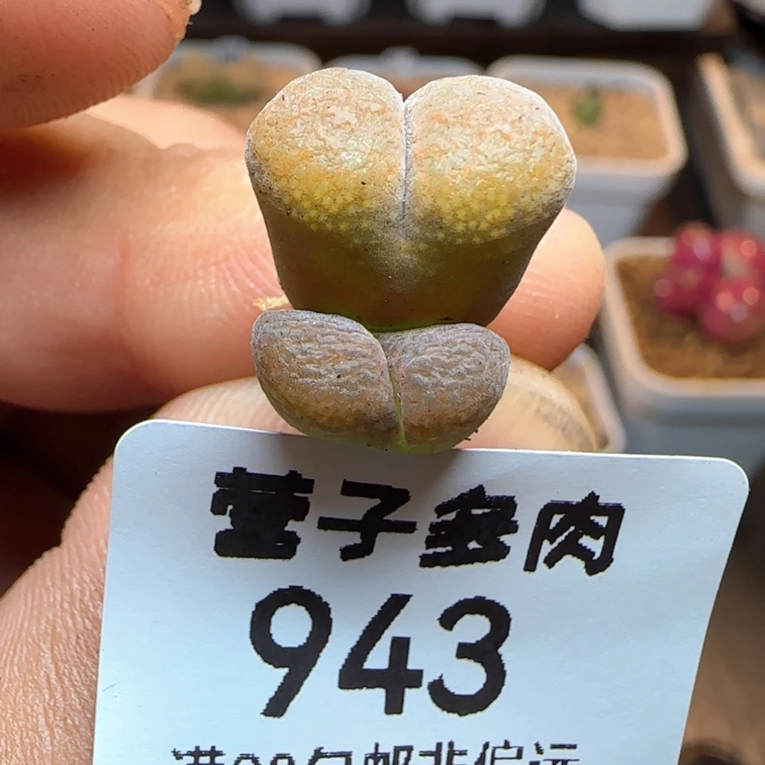 蛋糕双头。