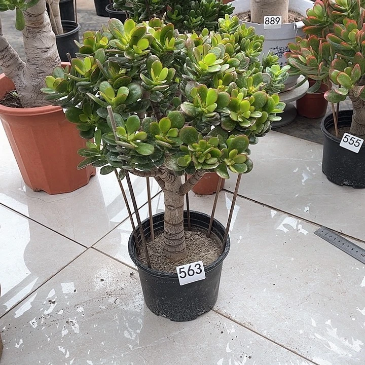 姬红花月独杆老桩