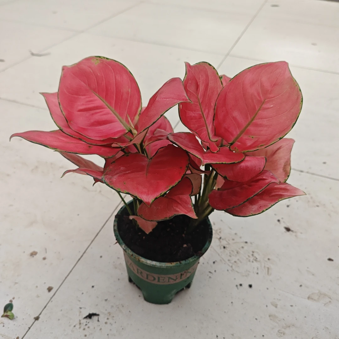 加仑盆双珠吉利红如意皇后