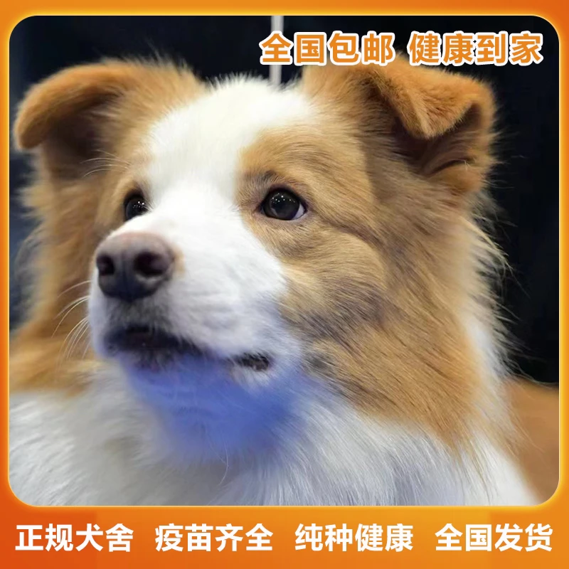 【沐妍宠物】牧野边牧乐园貂色三色陨石马鞍幼犬赛级双血统