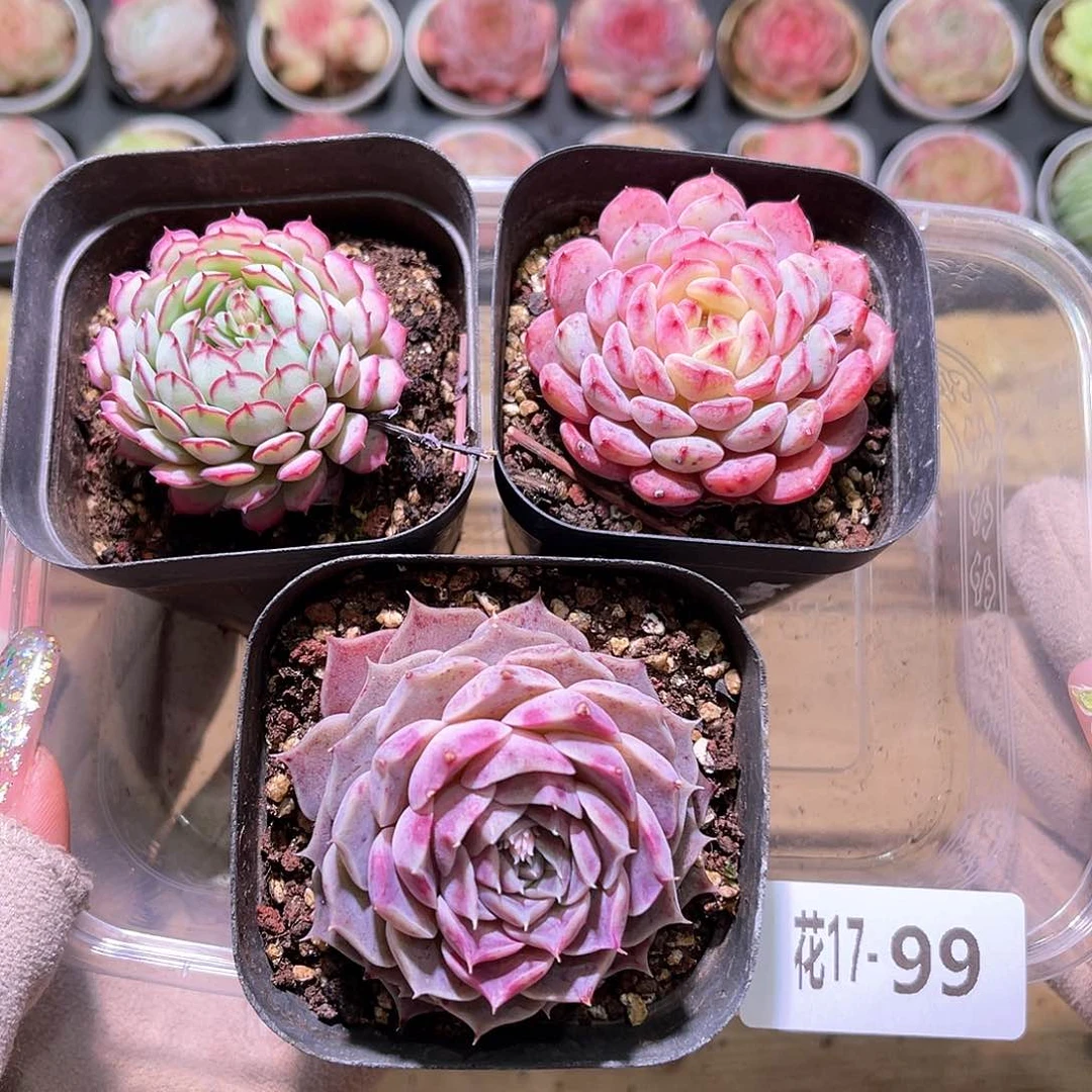 花利美17-99小红船➕哈尼➕海玲娜