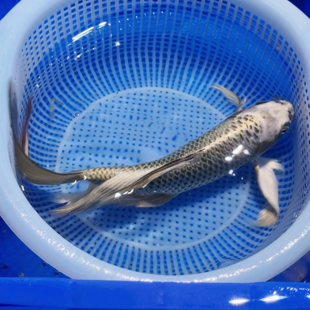 锦鲤精品甄选血统锦鲤