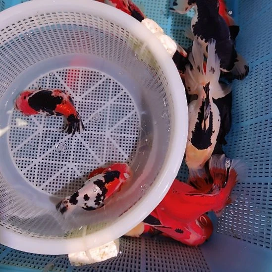 金鱼135兰寿两只特价顺丰包邮