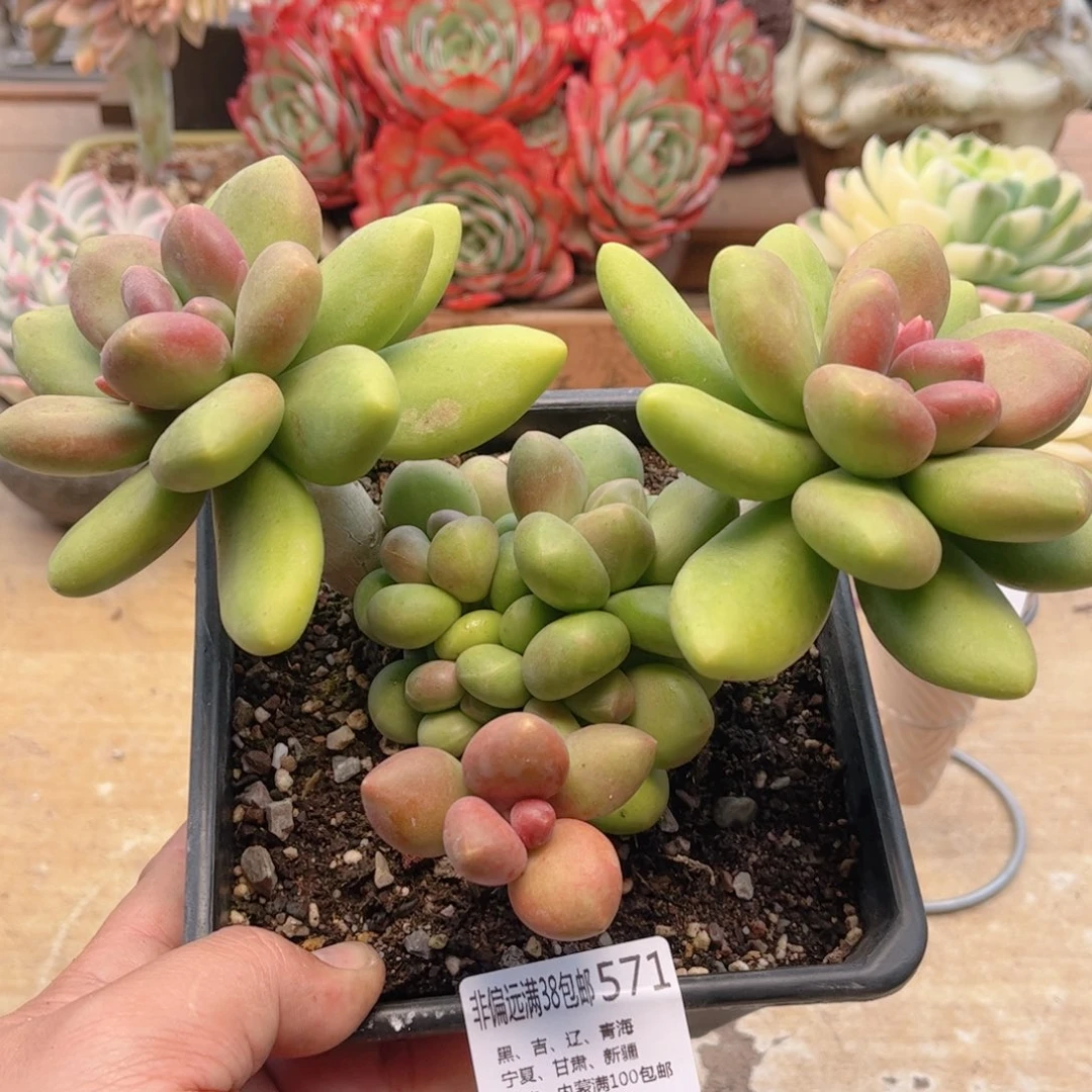 571芒果奶德华多肉