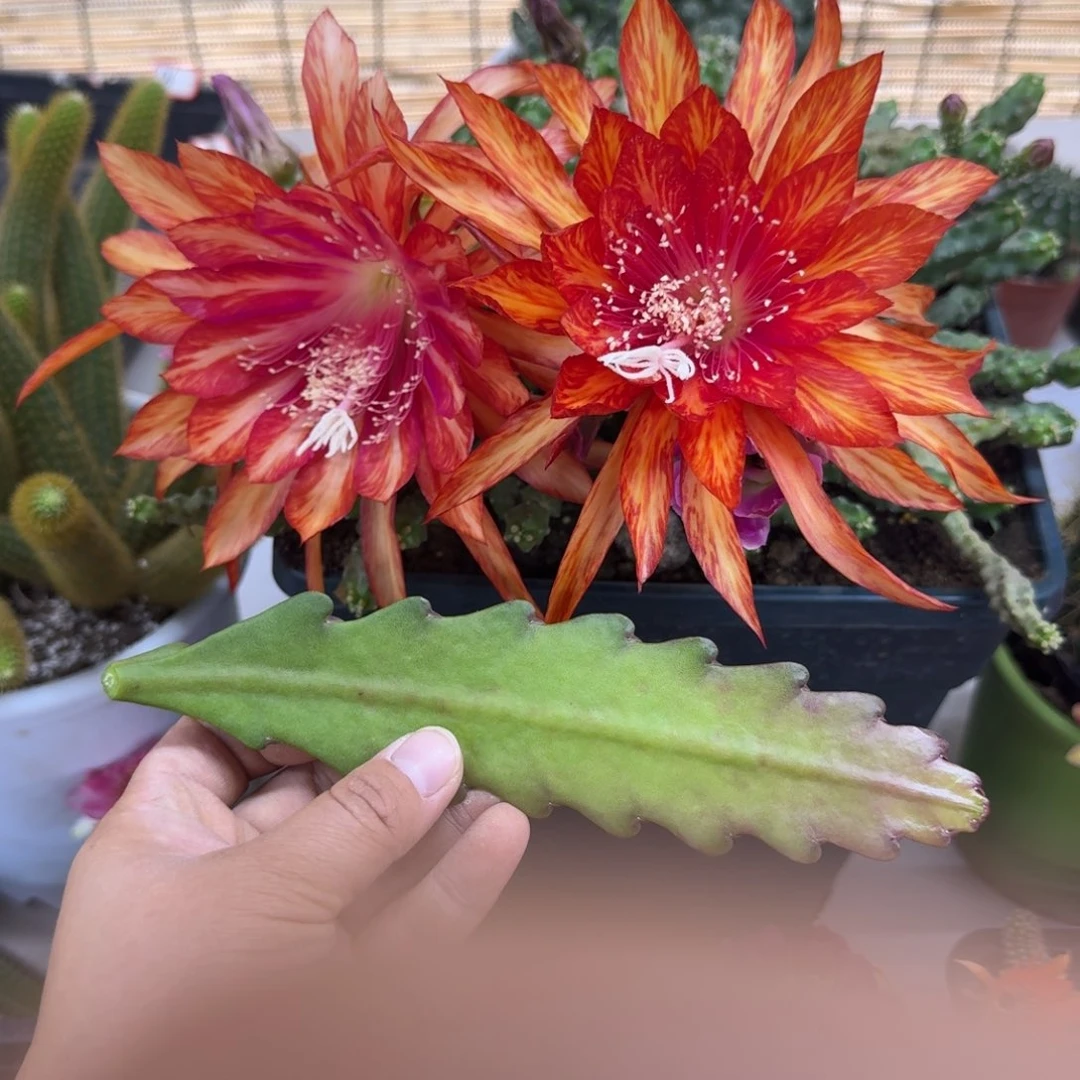 200令箭荷花无根侧牙10公分左右顶部折断无售后20包邮