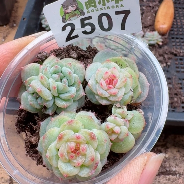 多肉植物多肉植物