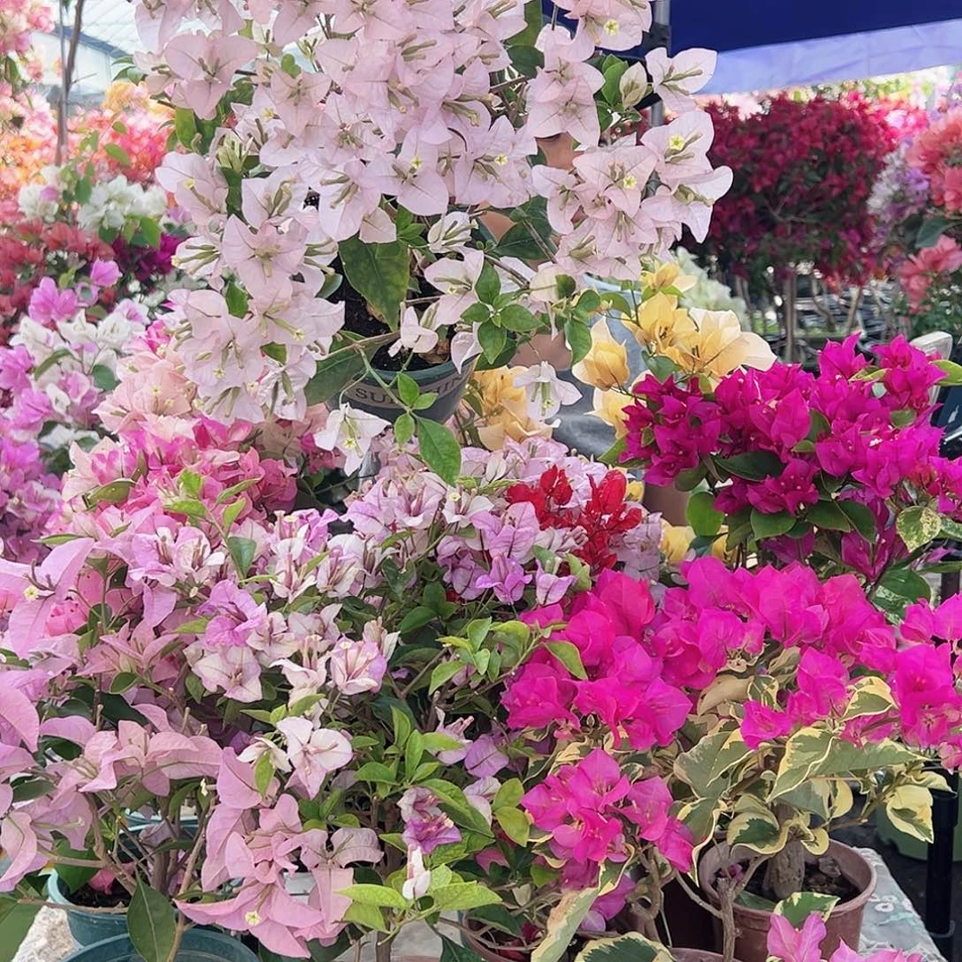 大部分花苞少量开放苹果花掌中宝一棵