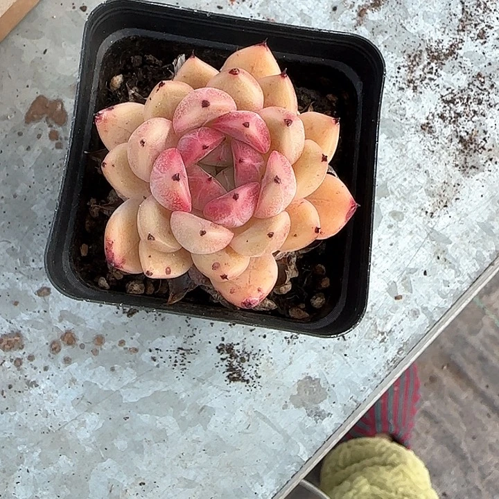 心****师青蛙王子儿童牙膏111