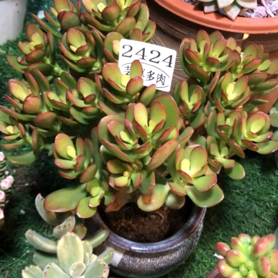 摇钱树，2424，一物一拍