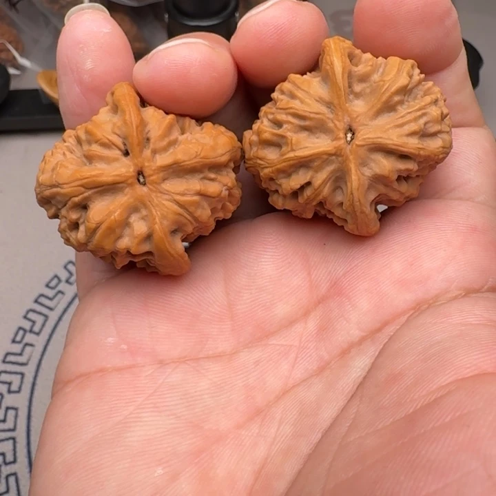 把件桃核山地野狼36+尺18