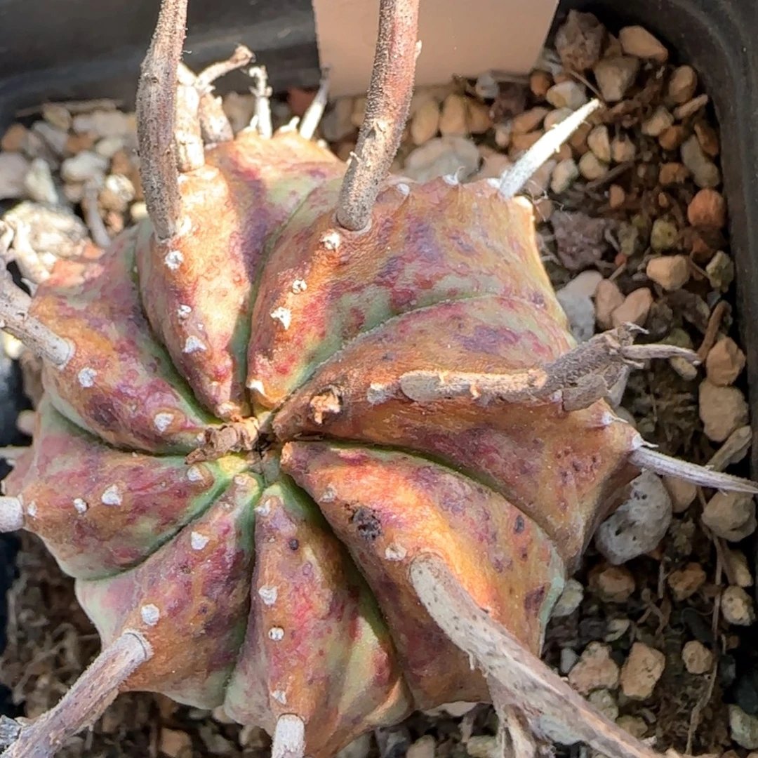 66脱土发 锈斑法立达