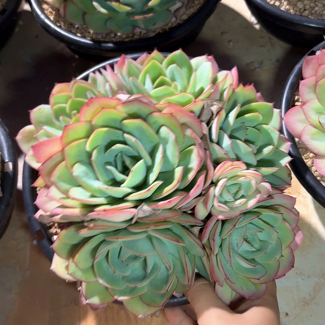 牡丹亭整无砍老桩群生