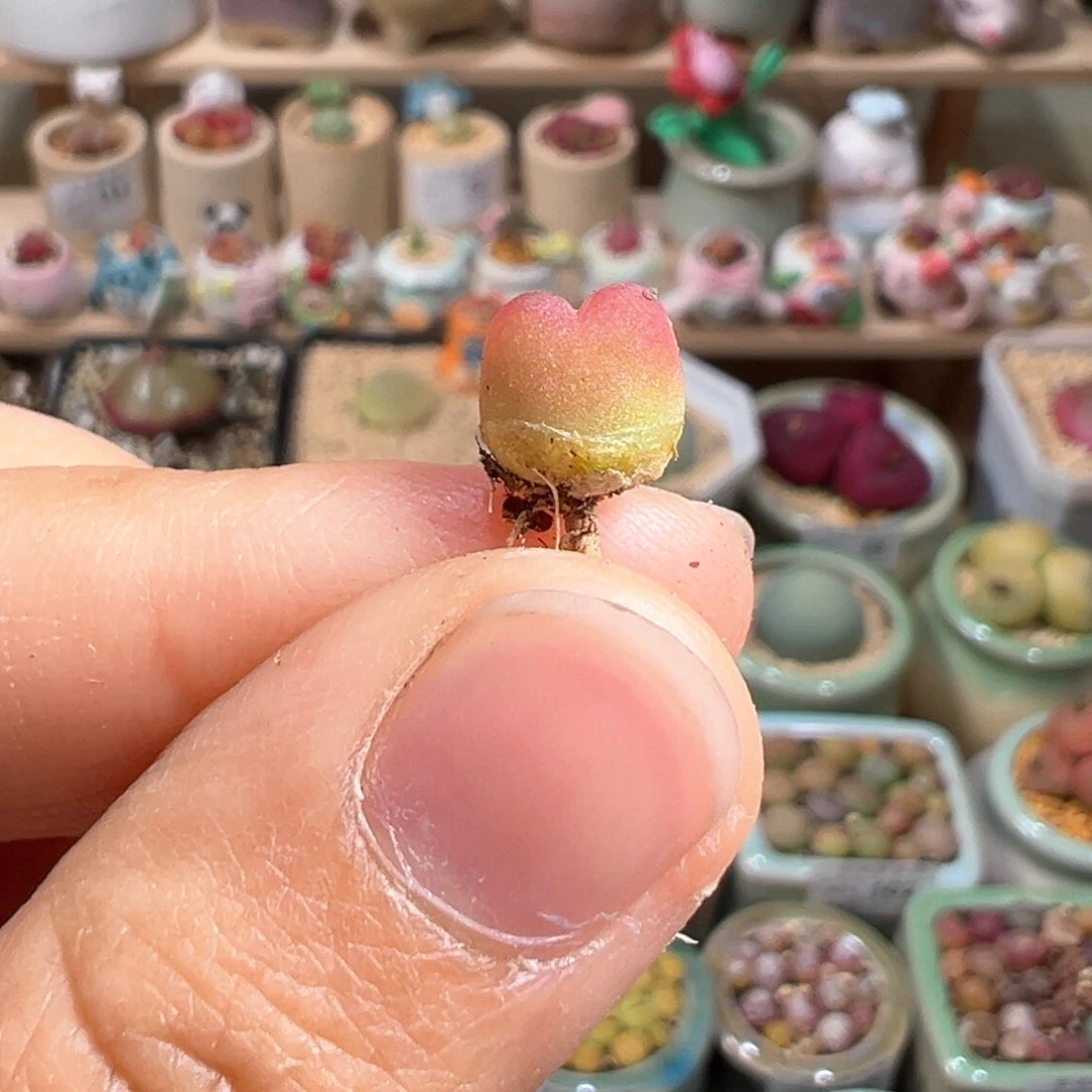 多肉植物123号吕氏