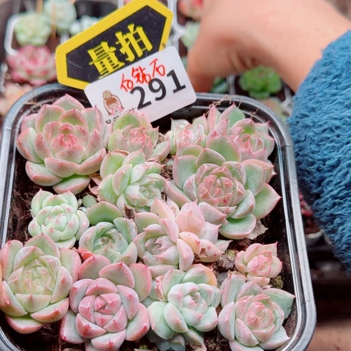 多肉植物多肉植物