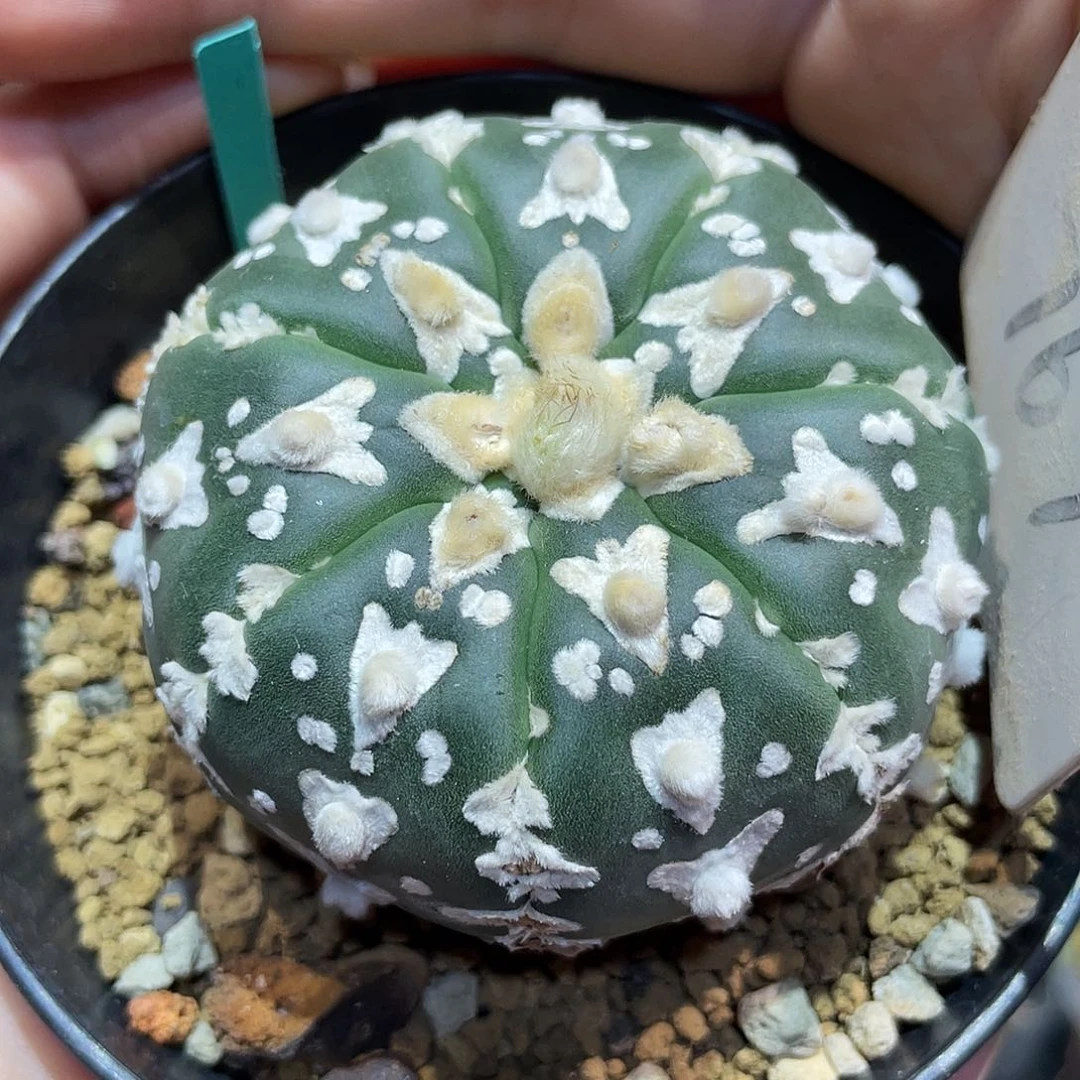 10号7.2cm实生琉璃宽v