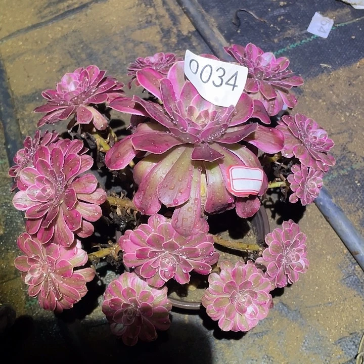 多肉植物法师34月亮女神