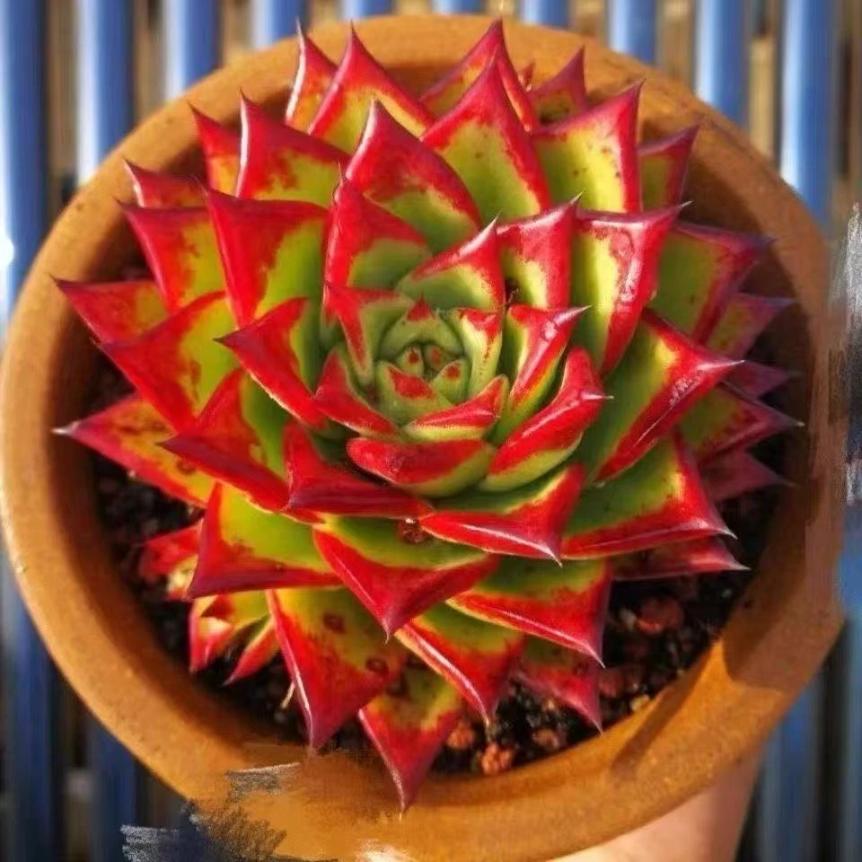 云南高山多肉(口红一颗)脱土发货多肉 绿植15包邮多肉基地直发