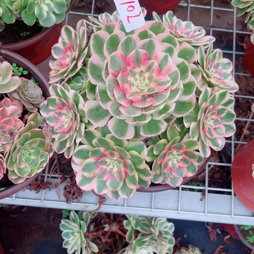102糖心荔枝多肉植物