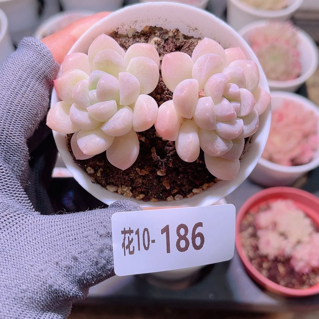 花10-186奶糖双头