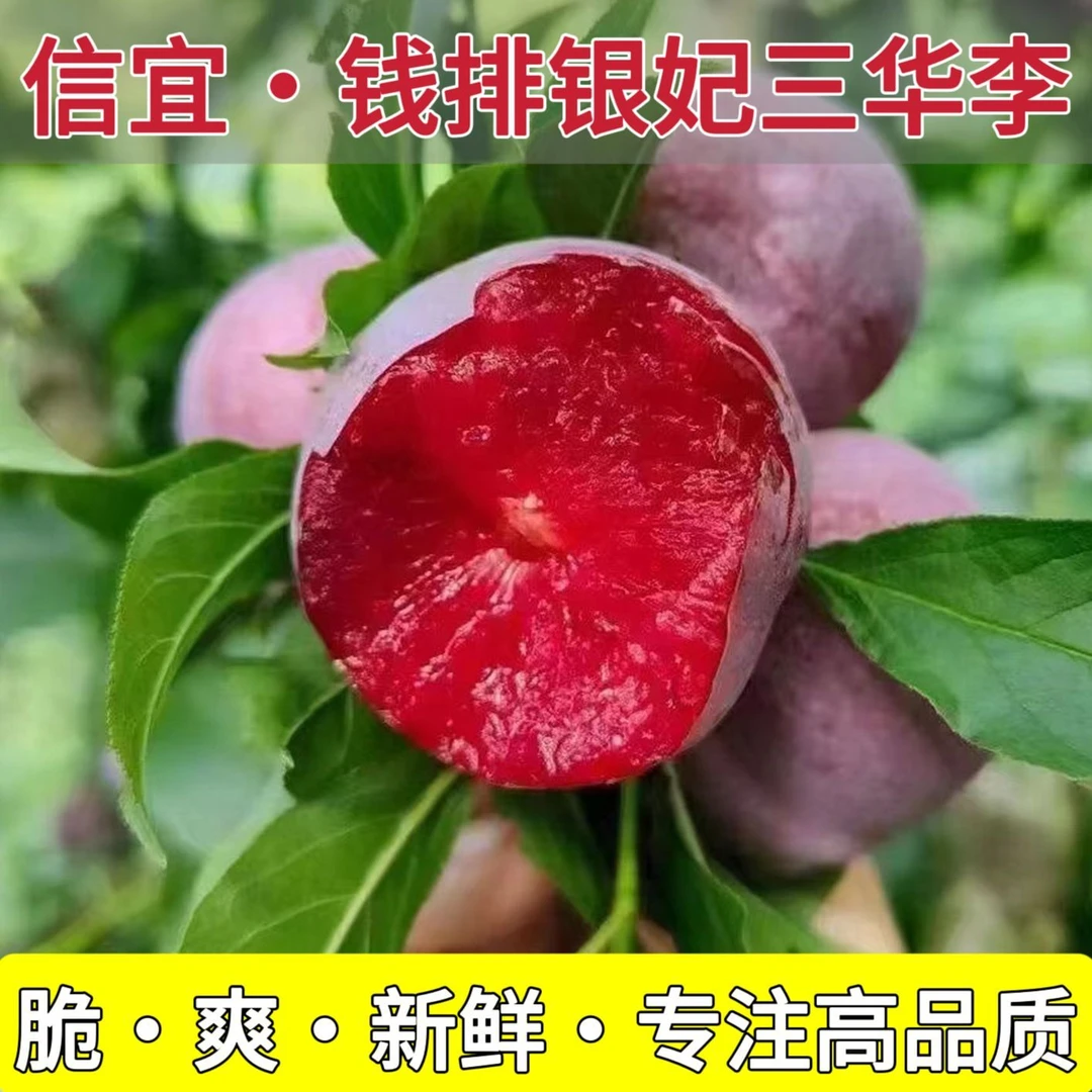 顺丰京东包邮正宗钱排三华李红心李子孕妇水果2斤5斤广东省