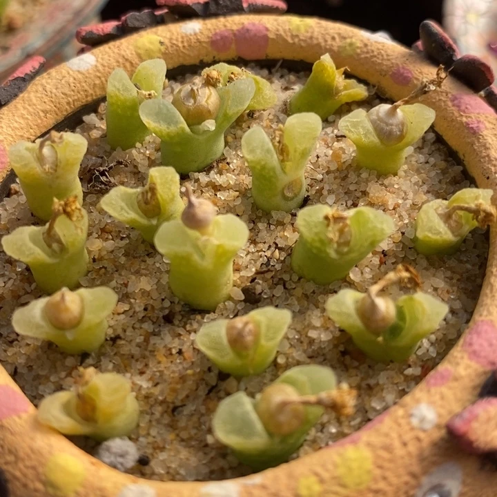 冰风铃一颗冰风铃