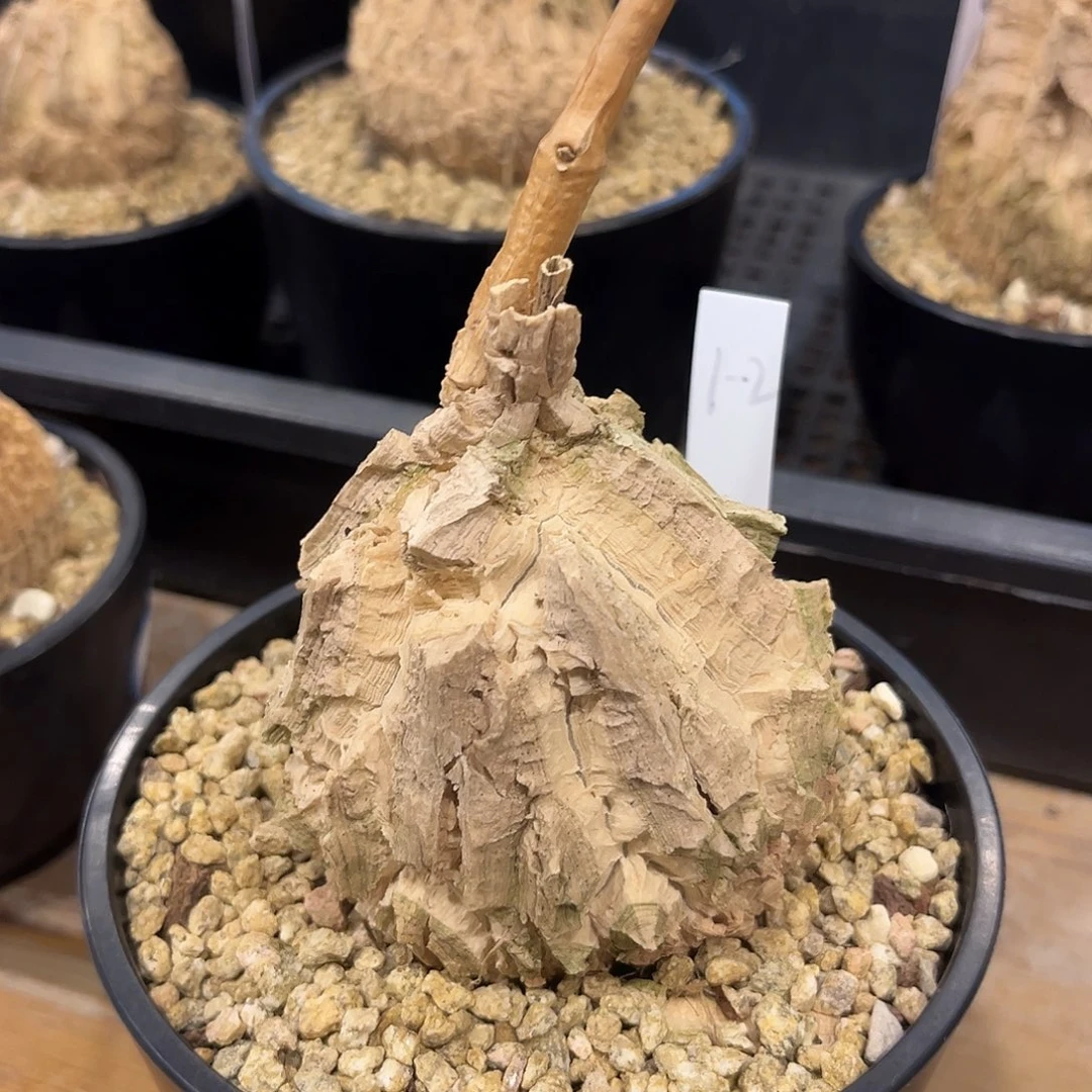 汤圆植物龟甲箩魔