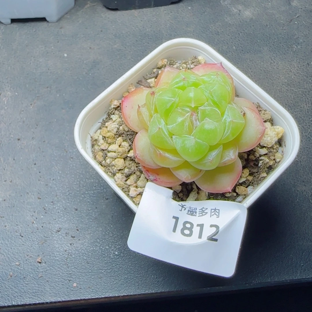 月牙珍妮，1812多肉植物