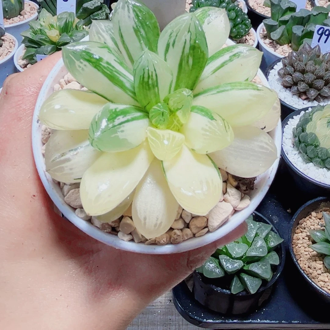 苏州玉露锦多肉植物