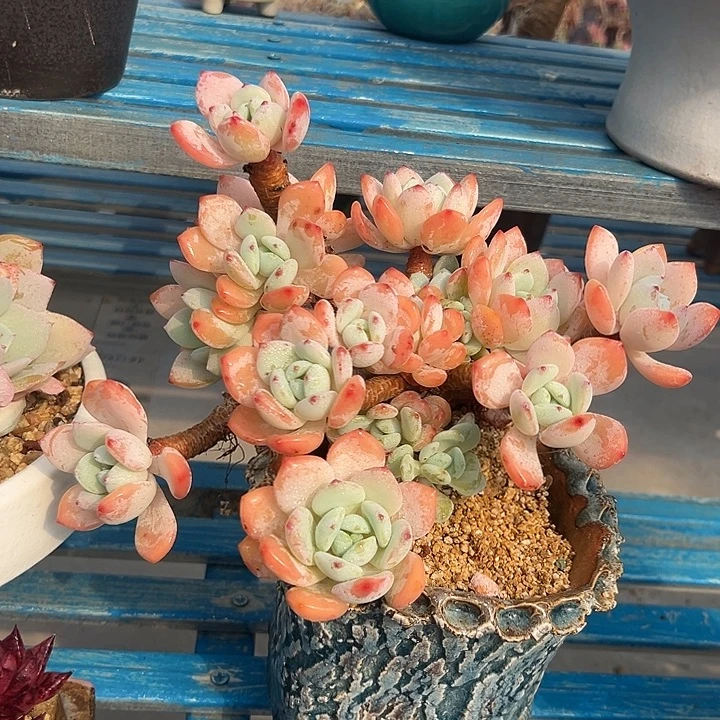 多肉冷香一物一拍